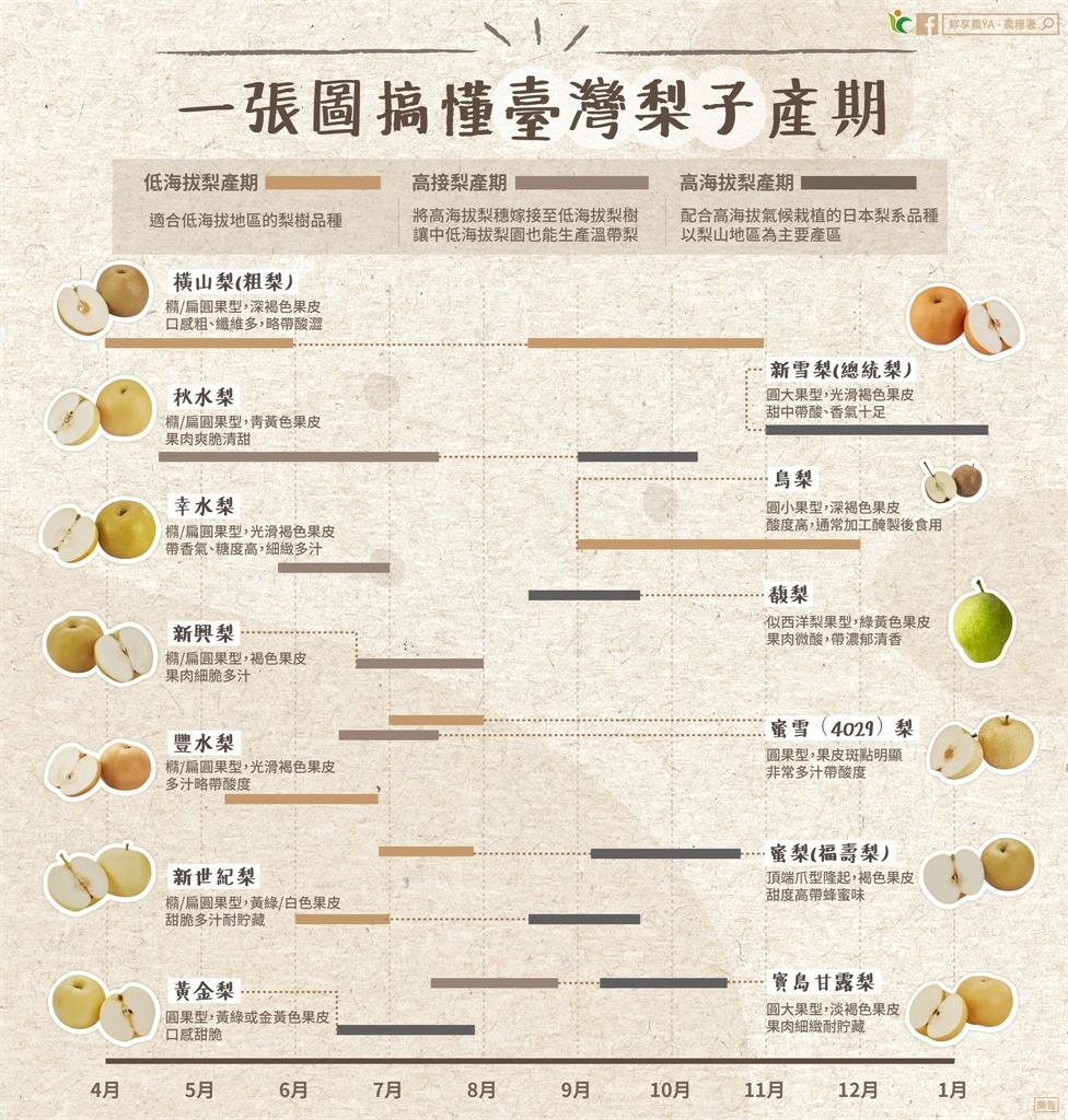 「百果之宗」梨子不是只有秋天有！「一張圖」帶你搞懂13項品種的產季