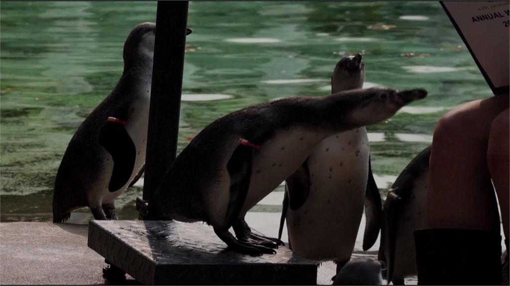 倫敦動物園量體重日！　讓「這一區」動物上磅秤最困難