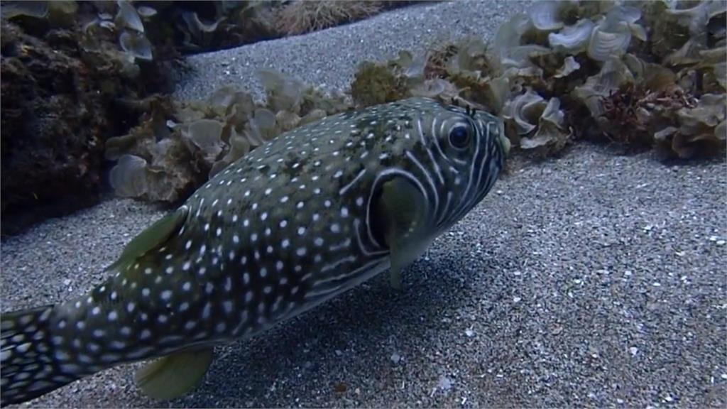 不是河豚就有「毒」！　澎湖特產"六斑點刺河豚"無毒又美味