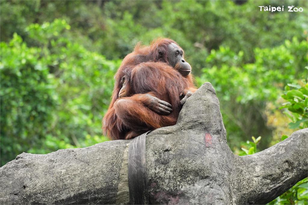 快新聞/母親節將至 北市動物園遞邀請:與紅毛猩猩母女、馬來貘母子來場午茶約會