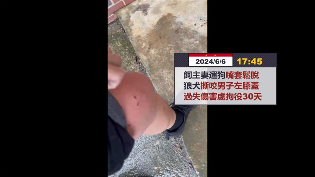 飼主夫妻輪流遛狗! 狼犬未牽繩2年咬傷3人