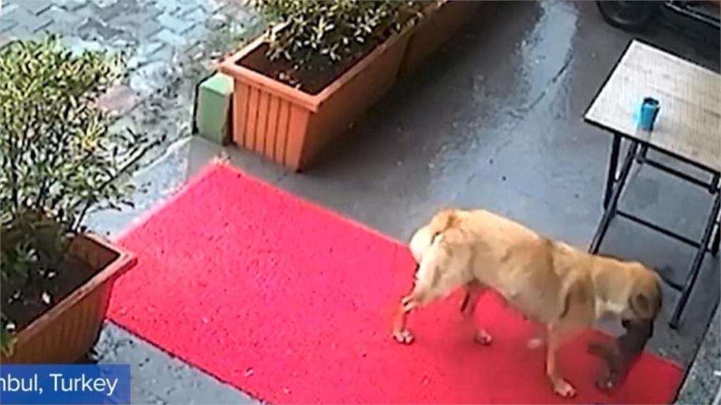 狗媽媽叼「瀕死寶寶」淋雨求助獸醫!揪心畫面曝:請救救我的孩子…