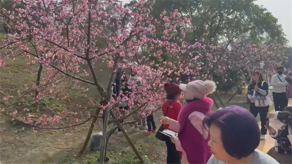 百年歷史新竹公園800株櫻花盛開　市長高虹安化身櫻花大使