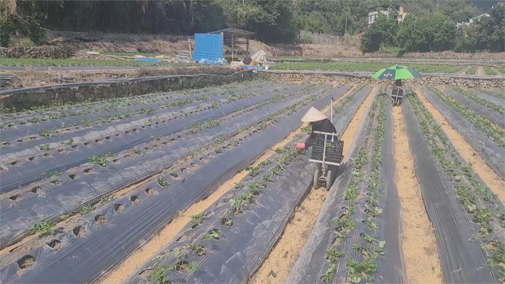 抗病能力變差!大湖草莓「大小耳」 莓農重新栽種 力拚冬天如期上市