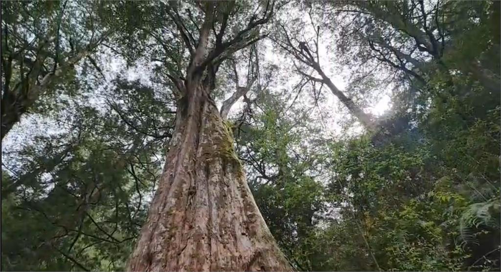 快新聞／全台10大千年老樹就有5棵在這裡　拉拉山森林遊樂區開園了！