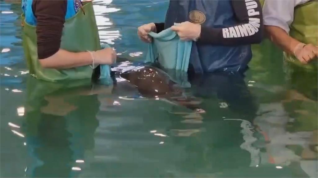 八里海岸3隻海豚擱淺 意外發現1隻海豚懷有身孕