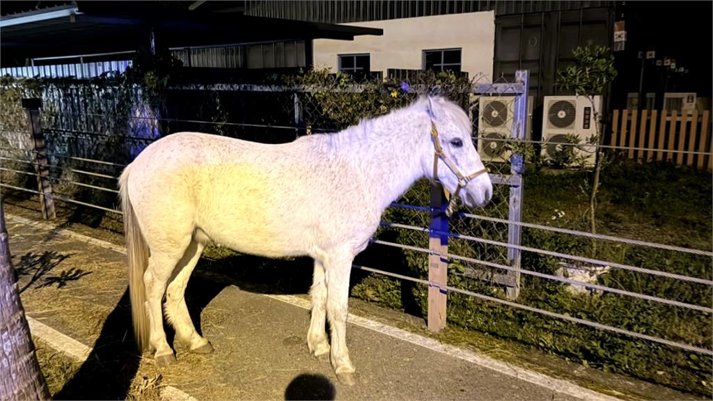 台9線「白馬逛大街」! 農場門未關嚴遭白馬趁機偷溜