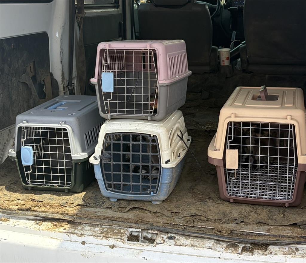 快新聞／震撼！宮廟停車場出現5隻「超稀有動物」　一查驚呆：是非法飼養