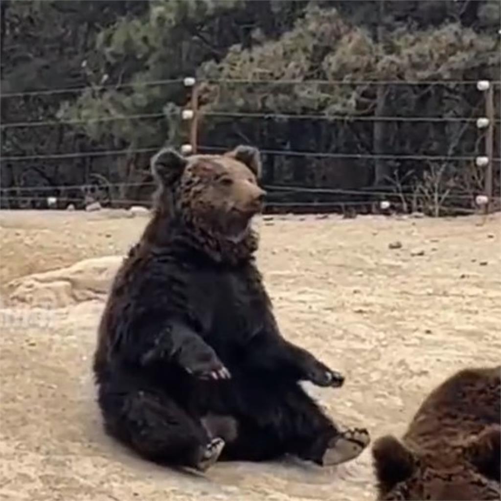 棕熊見人就「站立揮手打招呼」遭疑是員工假扮　動物園揭真相反被網轟