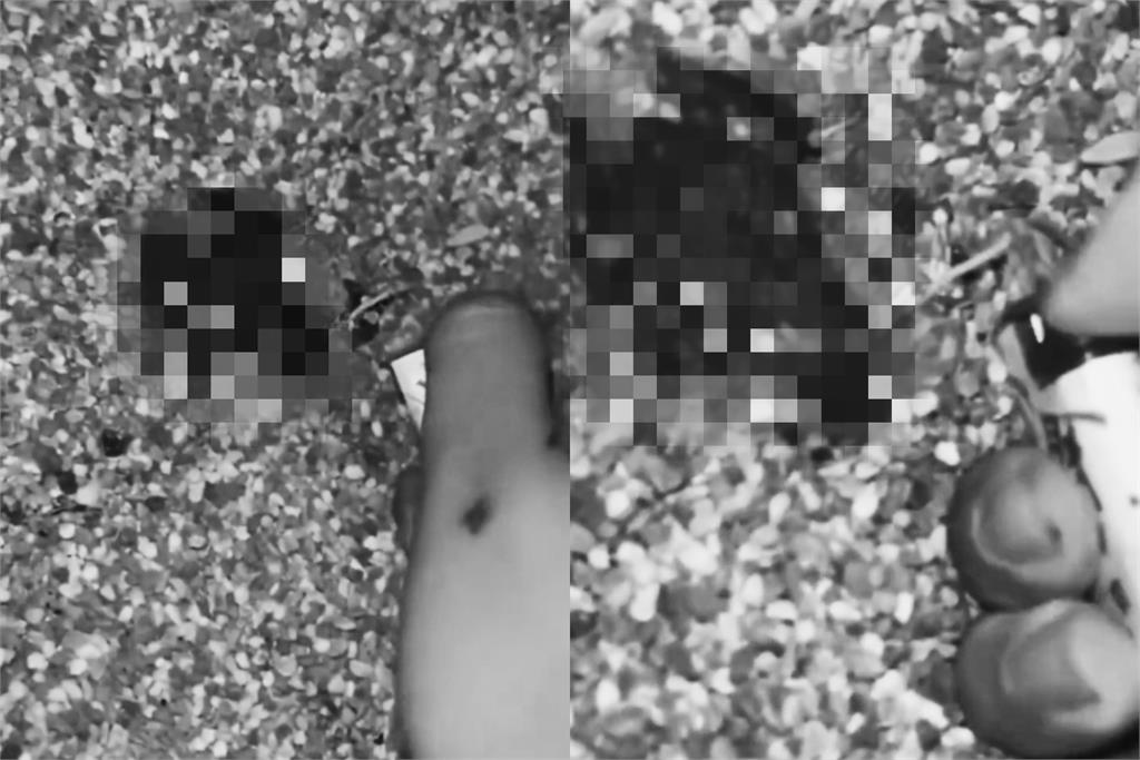 2高工生想紅拿「鞭炮塞青蛙」點火引爆惹眾怒！移送保七偵辦最慘下場出爐