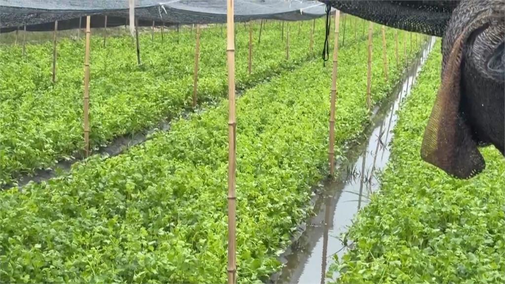 豪雨重創農作物！玉米倒地、水淹杭菊　紅棗恐裂開無法收成