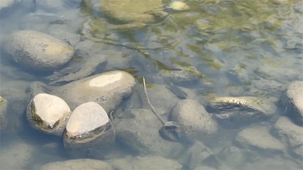 民眾在「這裡」撈兩袋魚帶回家　雲林水利處提醒：有污染勿食用