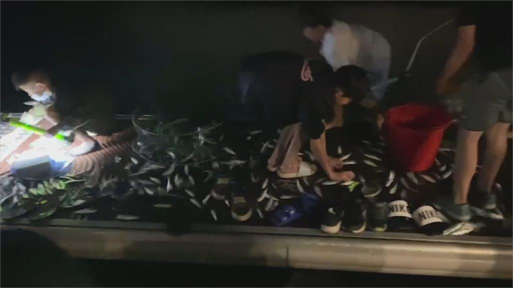 「大批魚群」突竄出水面！　遊客被嚇壞　在地人這麼說