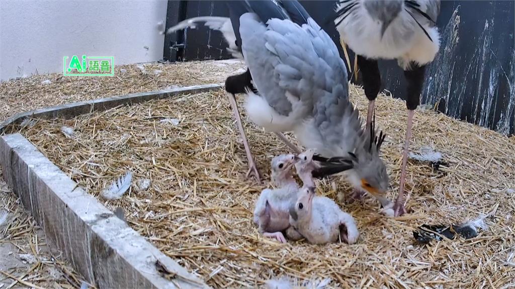 瀕危「蛇鷲」保育曙光！　英國動物園95年首度繁殖成功
