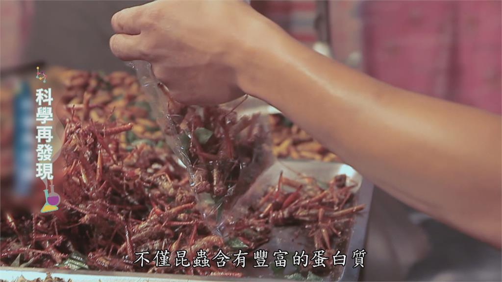 運用上百種 蟲蟲大餐解糧食危機?