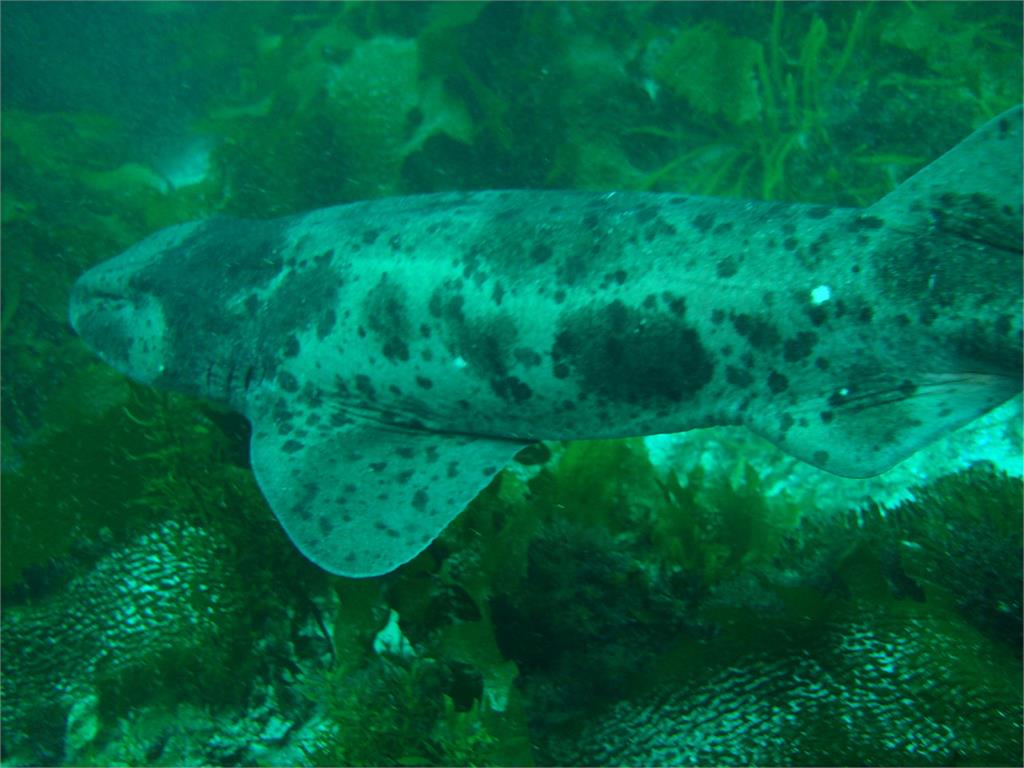 恆春捕獲「白斑怪魚」！疑是「台灣特有種」絨毛鯊　學者：已消失60年