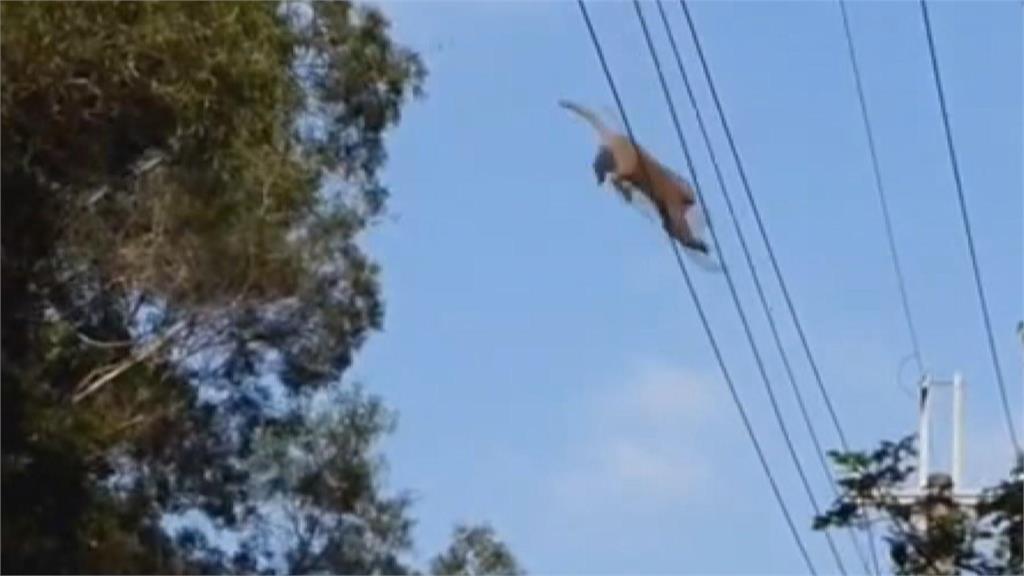 大冠鷲叫聲如空襲警報 獼猴驚逃騰空跳躍如空中飛猴