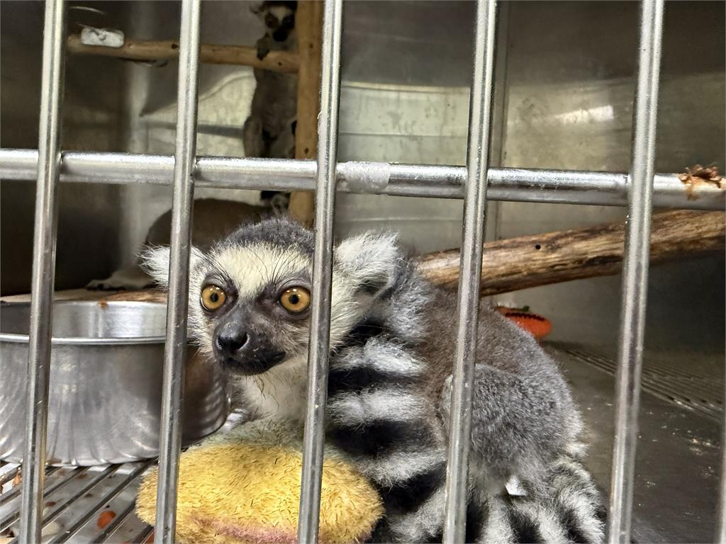 非法販售5隻「瀕危動物」　中和宮廟停車場攔截交易