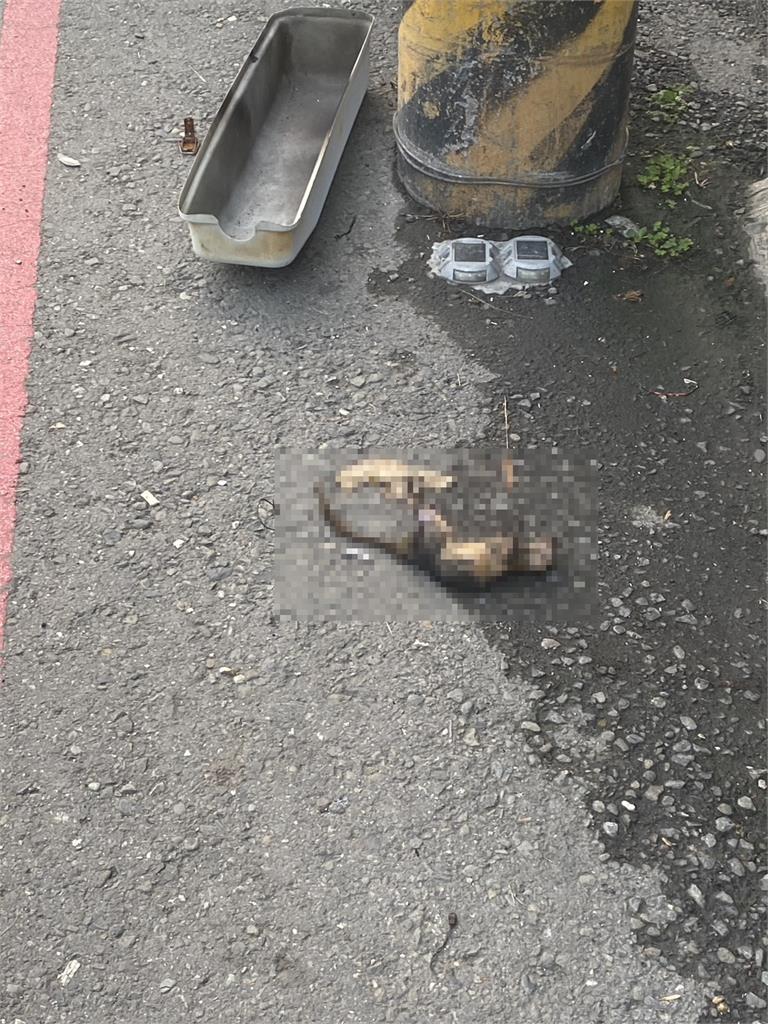 快新聞/電線上有松鼠!高雄變電箱突爆炸釀火災 附近居民揪兇手「是牠」