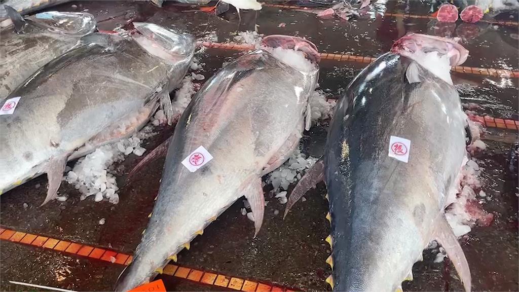 創新高!蘇澳拍賣黑鮪魚3852尾 年產值突破2億元