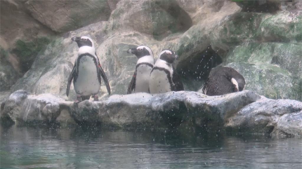 美國科州動物園企鵝「Duckie」 今年成功闖入半決賽