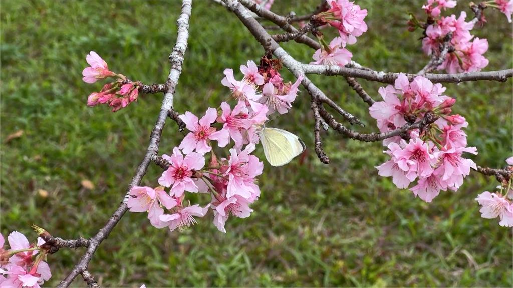 石馬公園河津櫻「年開兩次花」　新加坡新人拍婚紗取景