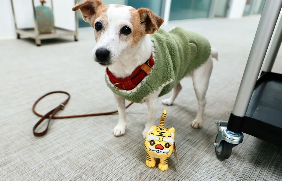 快新聞/蔡英文與愛犬「樂樂」歡度小年夜 嗨掛蜜柑萌虎、超人力霸王提燈