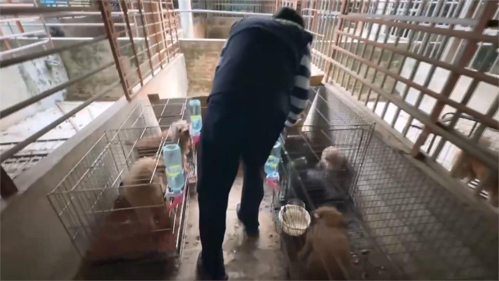 嘉義水上犬隻繁殖場遭爆黑心養殖　63隻品種犬全數沒入