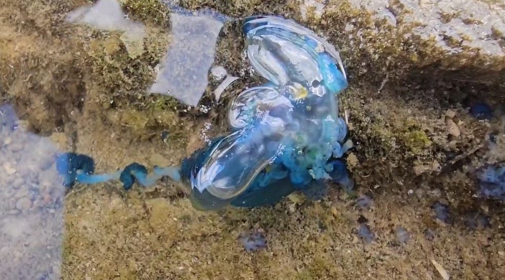 「海神」海蛞蝓現蹤基隆潮間帶 美麗外表含劇毒!遠觀就好別碰牠