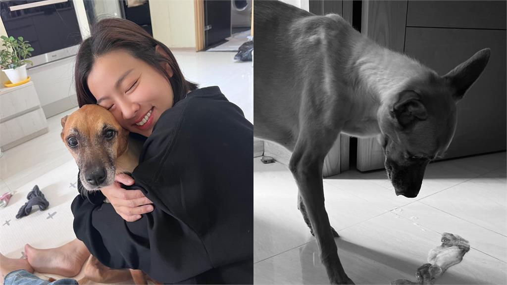 昔「叫錯名」成經典迷因!米可白愛犬「錢錢」罹胃癌 侯友宜暖心發聲了