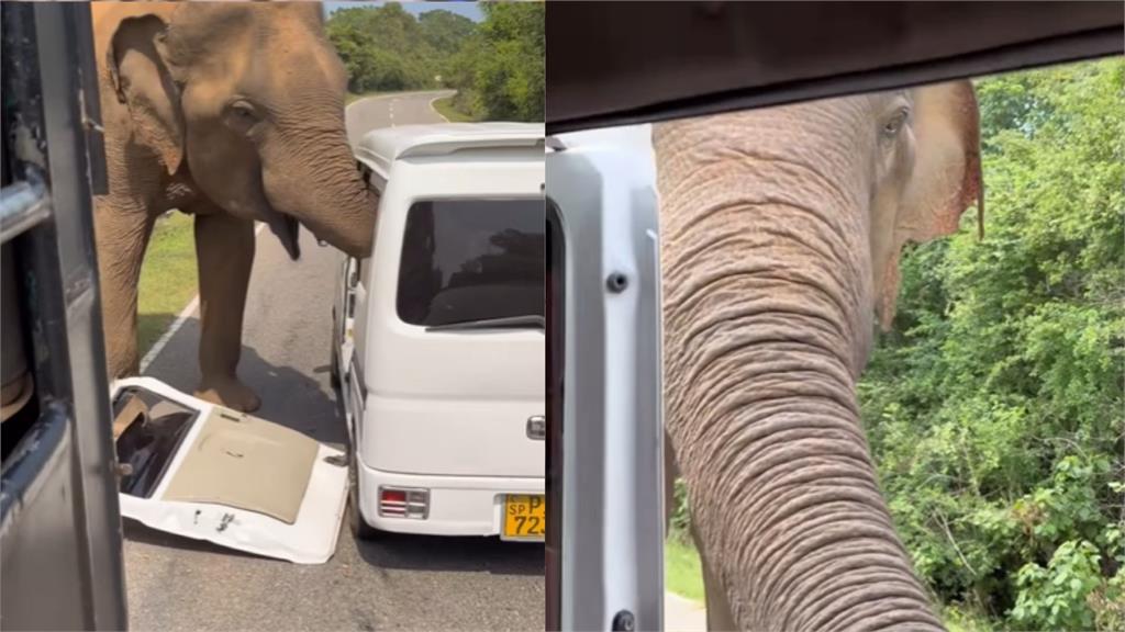 餵食大象竟變死亡威脅?3噸野象暴怒扯掉車門:俄國遊客跳車逃命