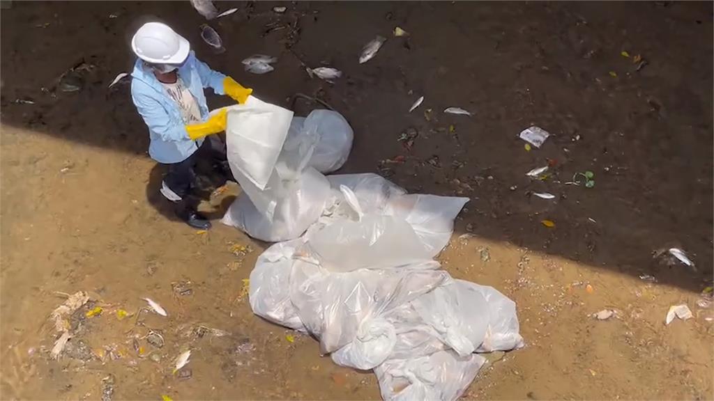 基隆鶯歌溪驚見「大量魚翻肚」 超過上千公斤!環保局解釋原因