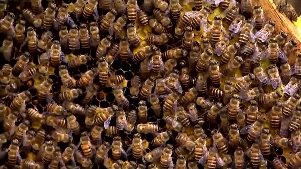 喬治亞州現２隻「兇猛黃蜂」　憂繁衍衝擊生態、農業急捕捉