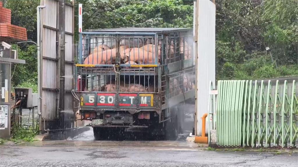 噁！北部CAS認證肉品商　疑處理「斃死豬」髒亂環境解剖