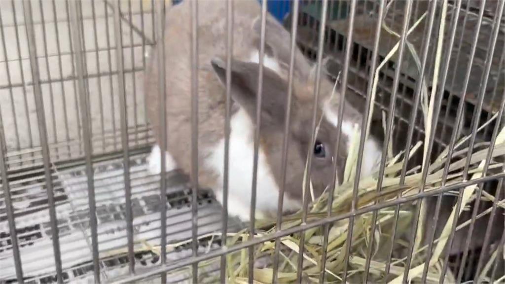 鳥籠關兔惹議！網友憂虐待　動保所：環境不當恐傷腳