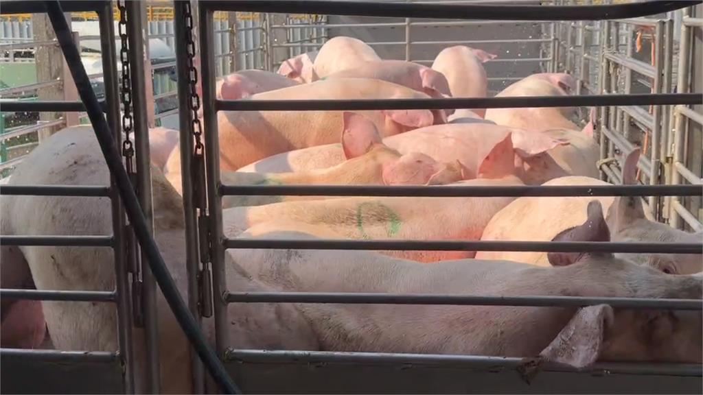 豬瘟禁令解封！大安肉品市場大消毒　交易熱絡豬價平穩