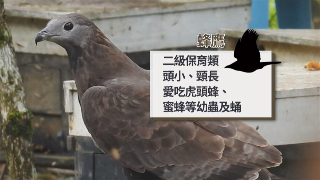 二級保育動物「蜂鷹」 呼朋引伴大啖蜂蜜、蜂蛹