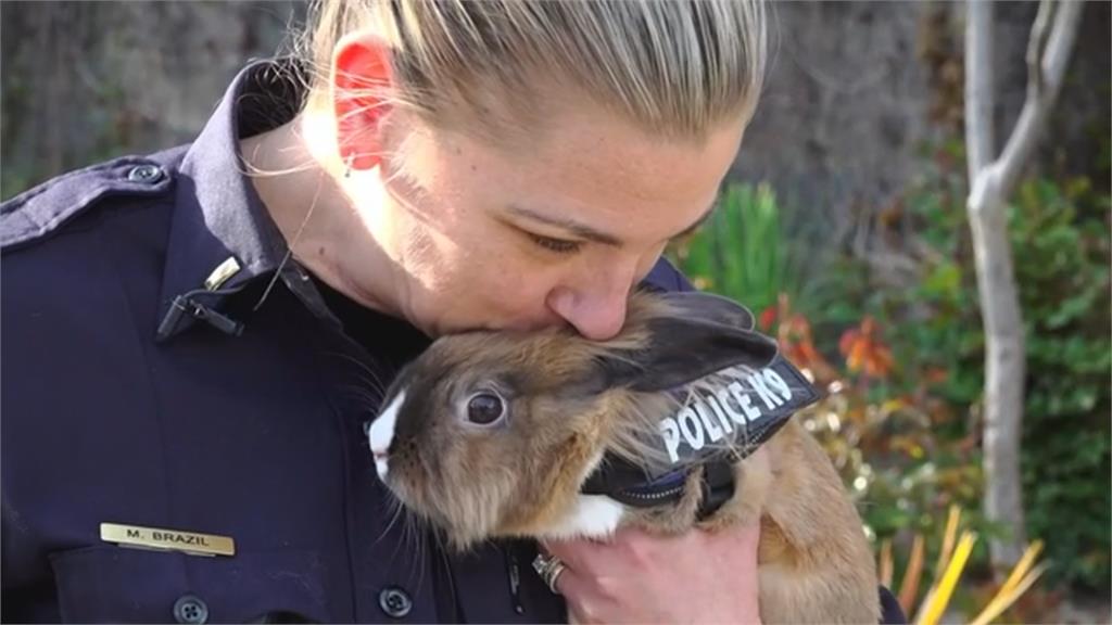北加州尤巴警局新生力軍！　兔兔「波西」負責療癒人心