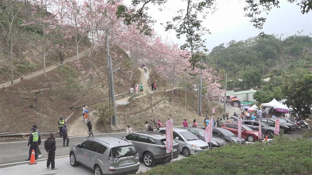 嘉義竹崎 5公頃花旗木粉紅花海 歸功於他11年前一個發想