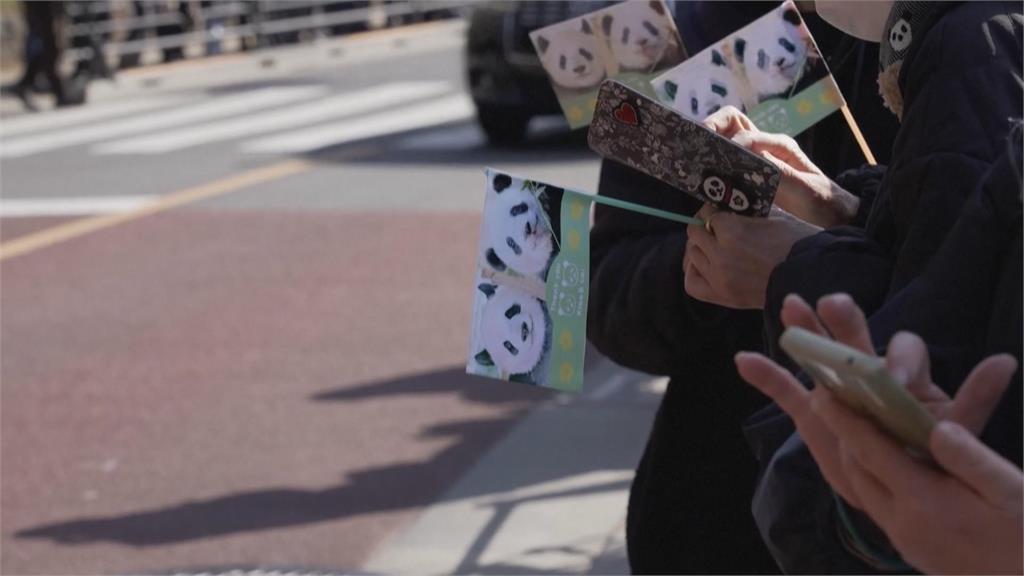 日本首度「貓熊歸零」 曉曉、蕾蕾啟程返中國粉絲落淚