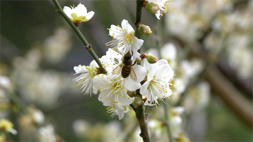 中正紀念堂白梅花盛開　民眾攜家帶眷賞梅拍照