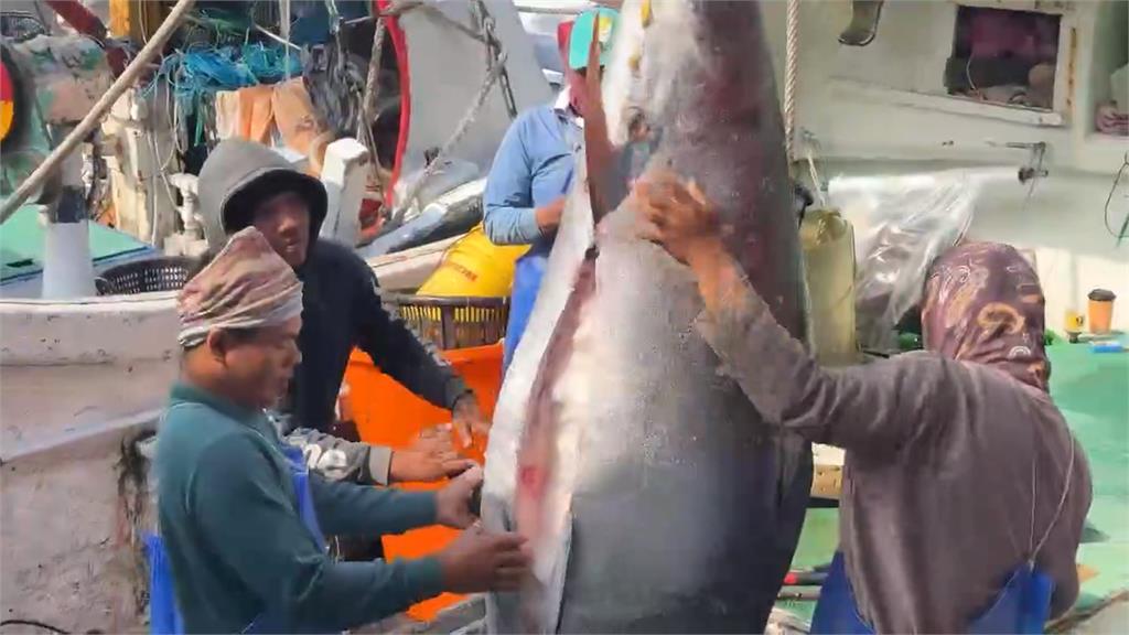 全台第一鮪!南方澳"全昌隆168號"捕獲216公斤黑鮪