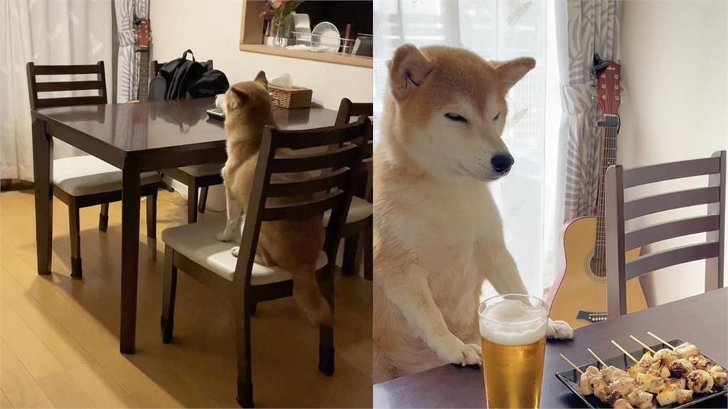 日本網美級柴犬看到鏡頭「秒微笑+眨眼」!電暈百萬網友:比櫻花還美