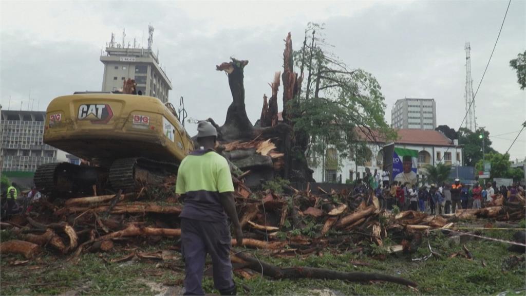 獅子山共和國　國寶級百年老樹暴風雨中倒下　