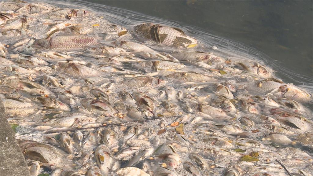 遭人下毒？樹林鹿角溪魚群暴斃　3千公斤魚屍漂河上「臭氣沖天」