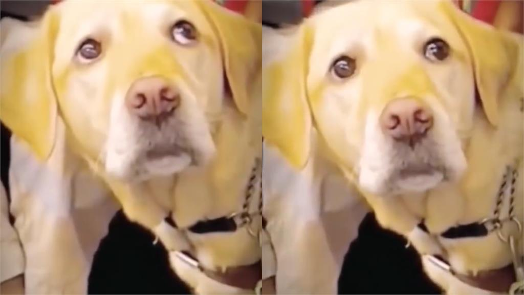 導盲犬躺車廂休息聽廣播喊「6關鍵字」秒起身工作!網見背影全鼻酸