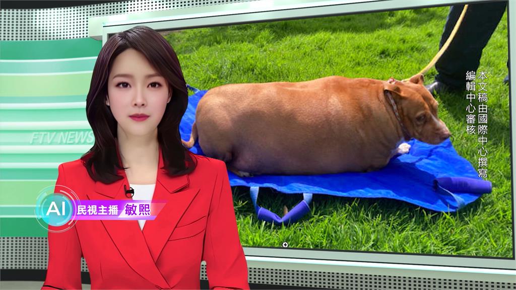 敏熙報氣象/紐西蘭狗狗胖到53KG 女主人不當飼養被判刑2個月