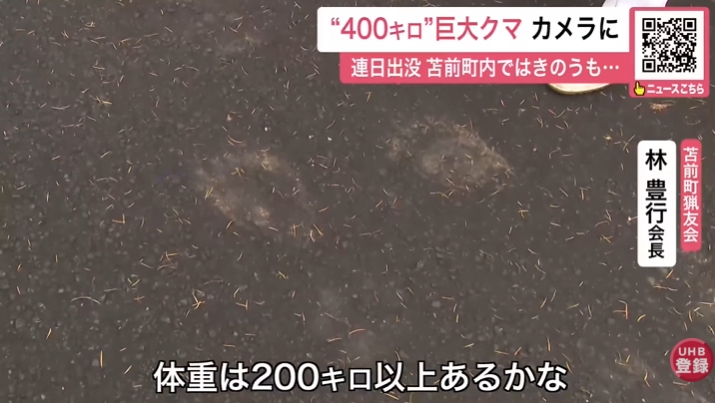 北海道現蹤「巨型400公斤棕熊」!肥到「塞不進捕獸籠」畫面險曝光