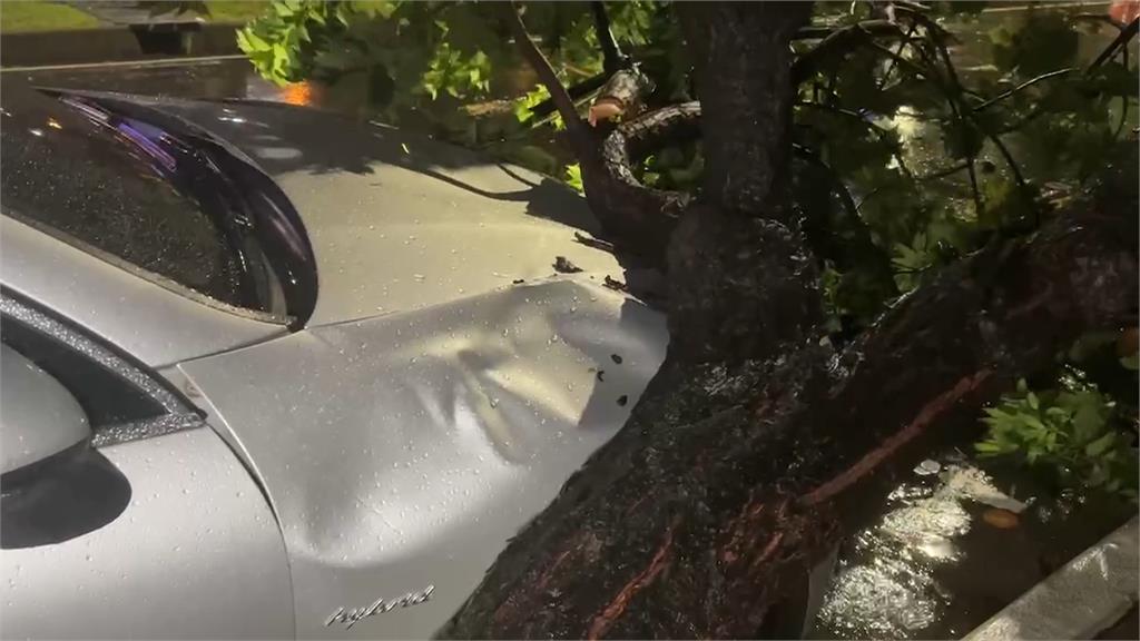 南部傳災情！高雄路樹倒塌壓汽機車　出動怪手清除