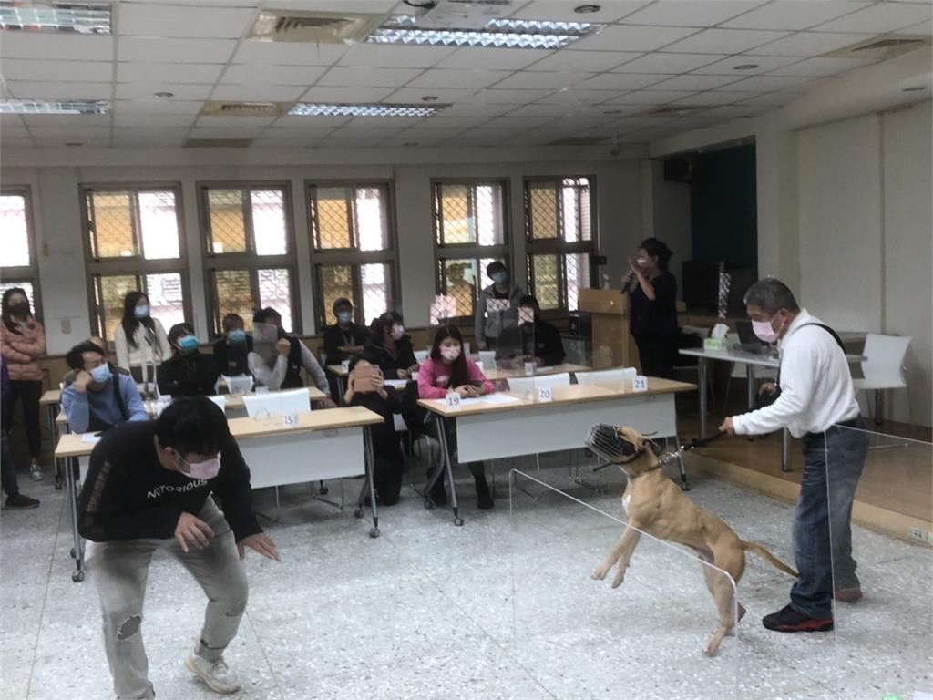 比特犬2度「自行開窗攻擊」緊咬路人不放!專家教戰「4招自保」:才會鬆口